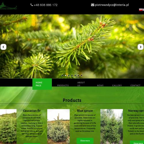 Jodła kaukaska srebrna